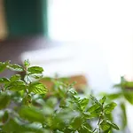 Il Casolare Punto Fiore